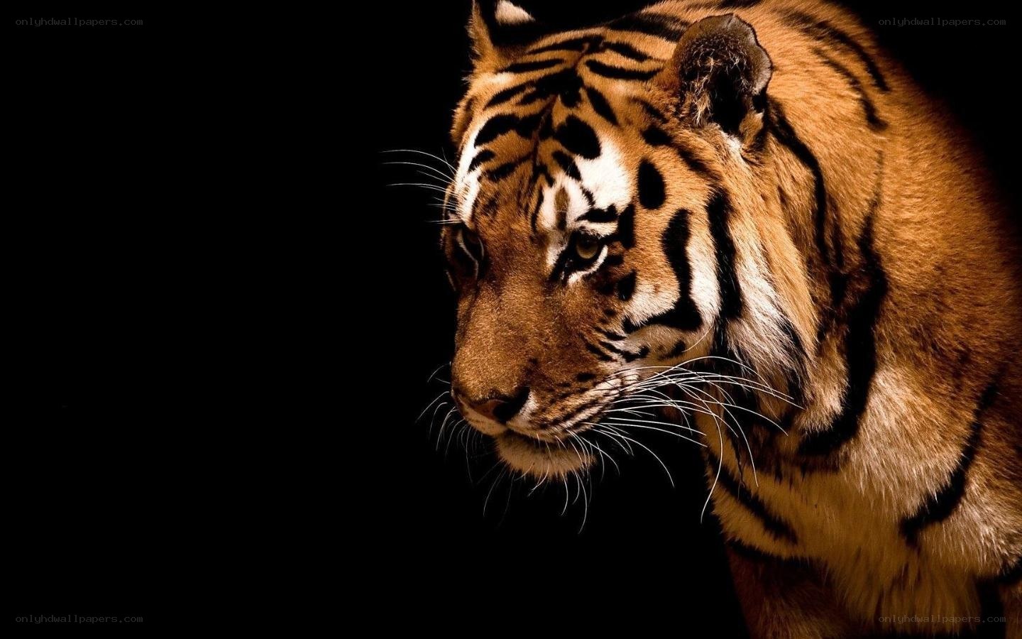 tiger in profile against black