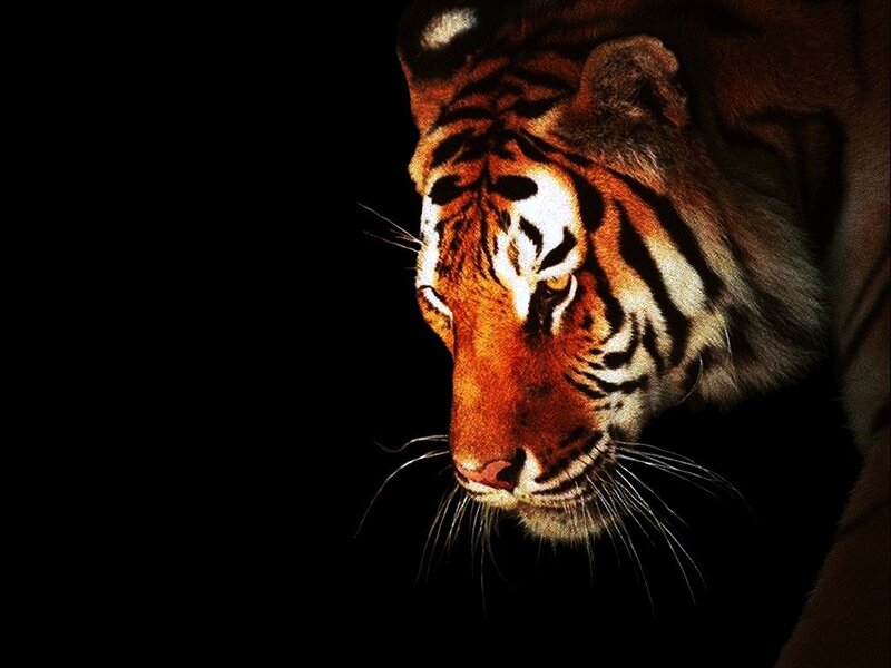 Tiger in Profile — Black, Dramatic, Night, Photograph