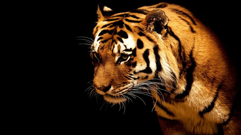Tiger in Profile — Black, Dramatic, Photograph, Stripes