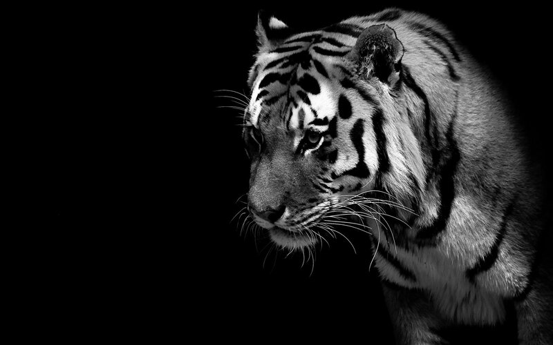 Tiger in Profile — Black, Dramatic, Photograph, Stripes, Whiskers, Dark Background, White, Gray