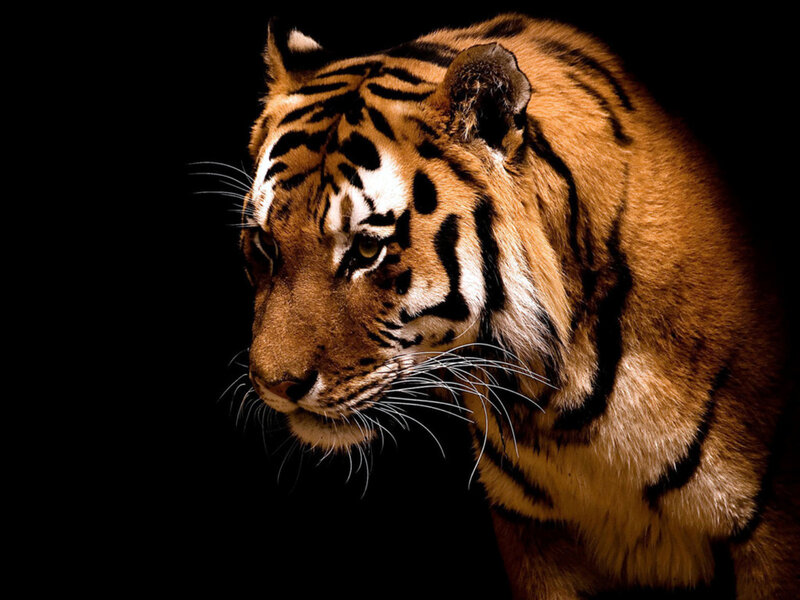 Tiger in Profile — Black, Dramatic, Photograph
