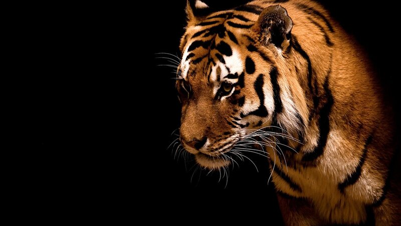 Tiger in Profile — Black, Dramatic, Photograph, Whiskers, Stripes