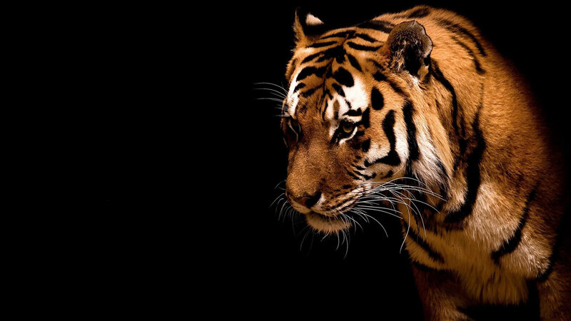 Tiger in Profile — Black, Dramatic, Photograph, Whiskers