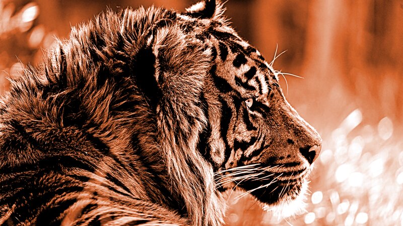 Tiger in Profile — Brown, Dramatic