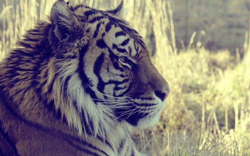 Tiger in Profile — Brown
