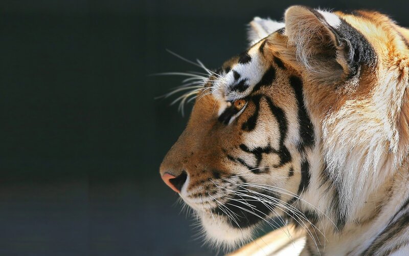 Tiger in Profile — Eye