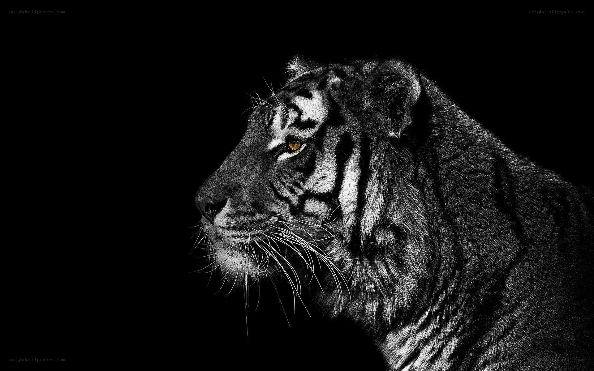 tiger in profile on black