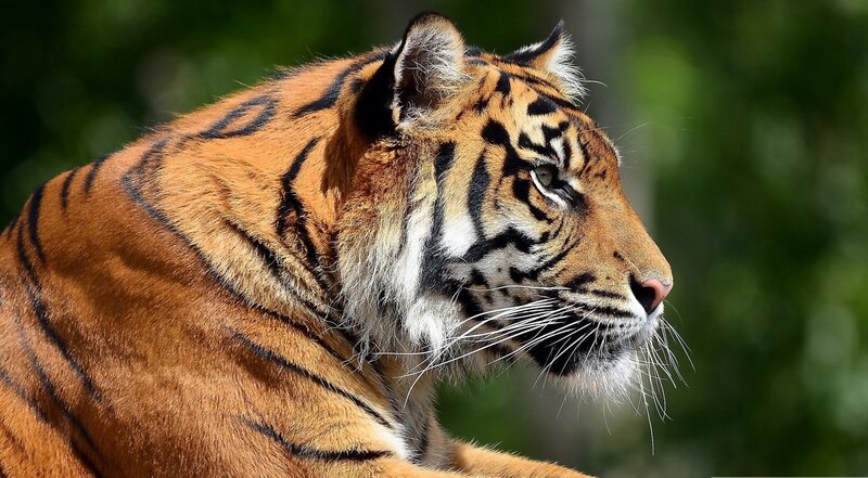 Tiger in Profile — Orange, Afternoon