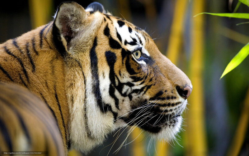 Tiger in Profile — Orange, Alert, Photograph, Bamboo