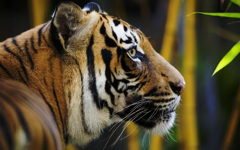 Tiger in Profile — Orange, Alert, Photograph, Bamboo, Whiskers, Black