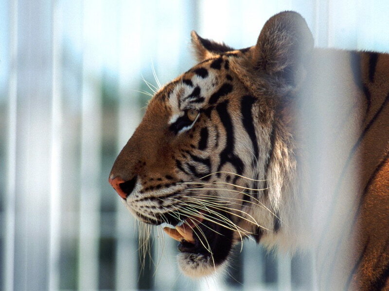 Tiger in Profile — Orange, Alert, Photograph, Bars