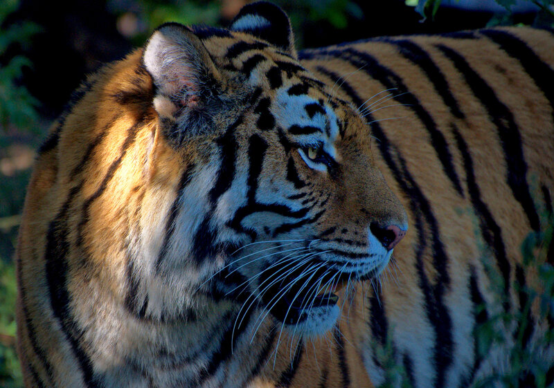 Tiger in Profile — Orange, Alert, Photograph, Forest