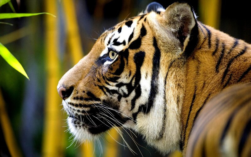 Tiger in Profile — Orange, Alert, Photograph
