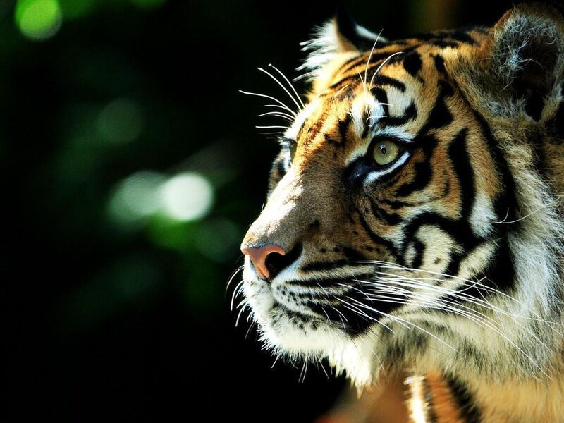 Tiger in Profile — Orange, Alert
