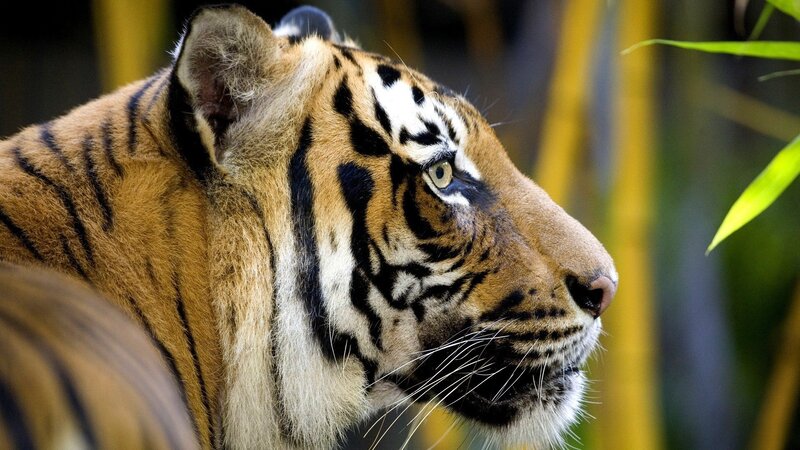 Tiger in Profile — Orange, Bamboo