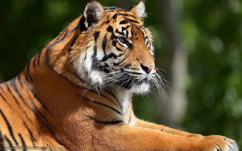 Tiger in Profile — Orange, Calm, Afternoon, Photograph, Forest