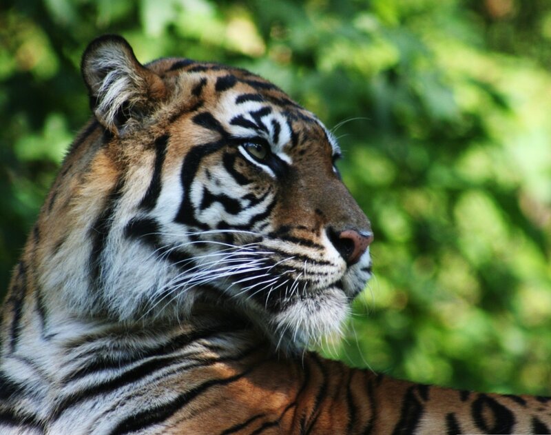 Tiger in Profile — Orange, Calm, Afternoon, Photograph, Green Foliage