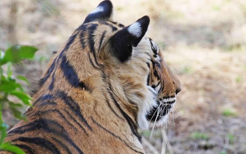 Tiger in Profile — Orange, Calm, Afternoon, Photograph, Green Leaf, Dry Grass