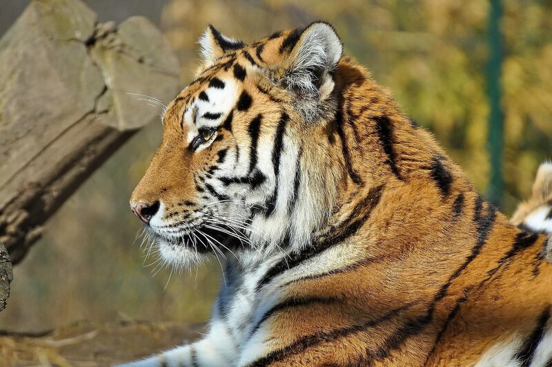 Tiger in Profile — Orange, Calm, Afternoon, Photograph, Log, Fence