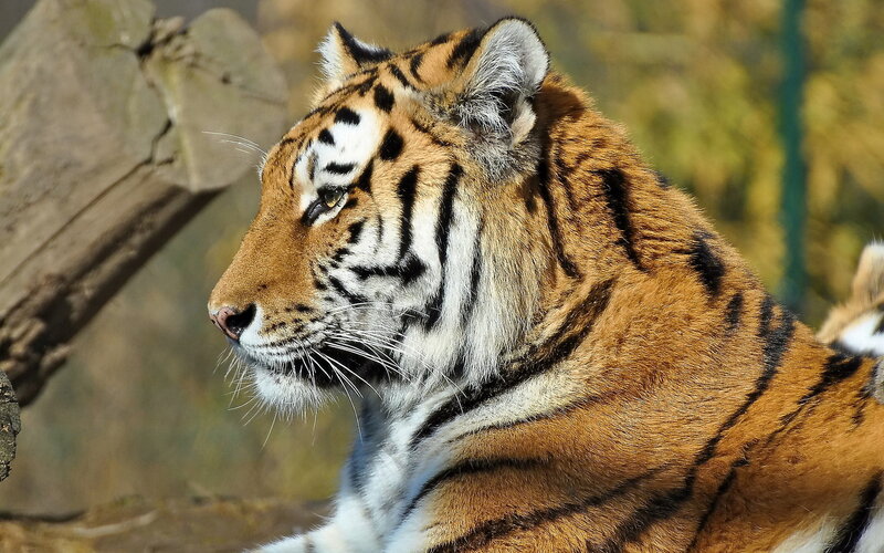 Tiger in Profile — Orange, Calm, Afternoon, Photograph, Log