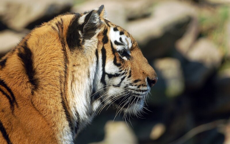 Tiger in Profile — Orange, Calm, Afternoon, Photograph, Rocks, Black