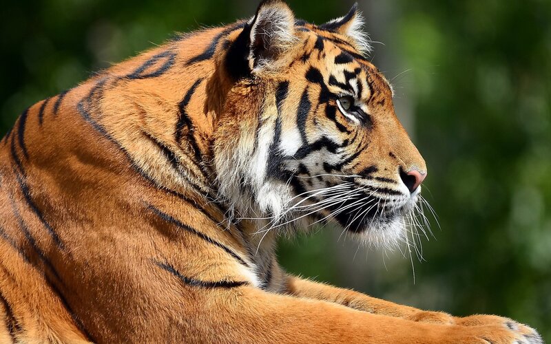 Tiger in Profile — Orange, Calm, Afternoon, Photograph, Stripes, Whiskers