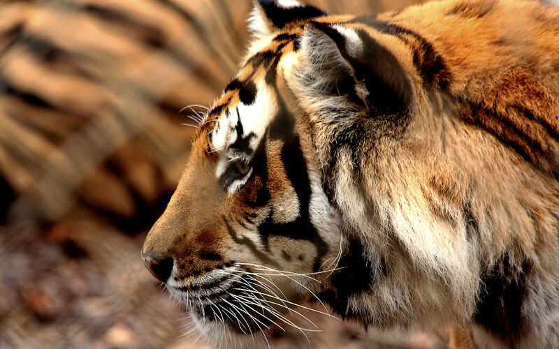 Tiger in Profile — Orange, Calm, Afternoon, Photograph