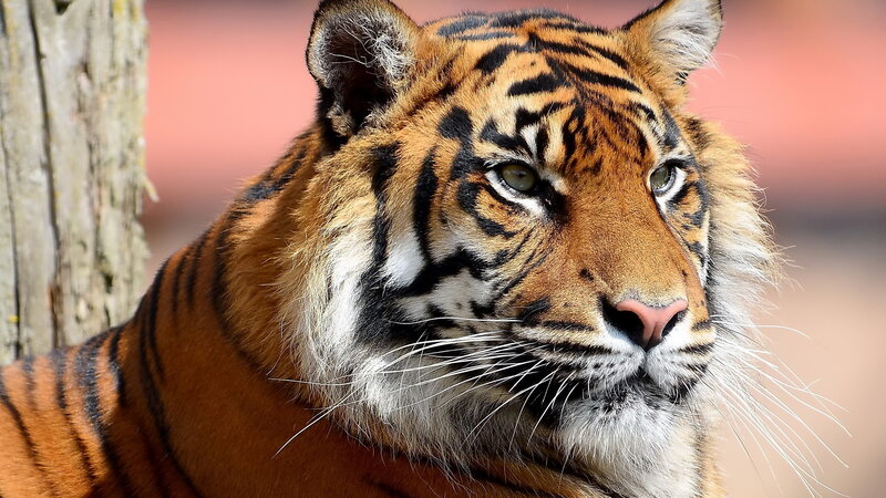Tiger in Profile — Orange, Calm, Afternoon, Photograph, Tree Trunk
