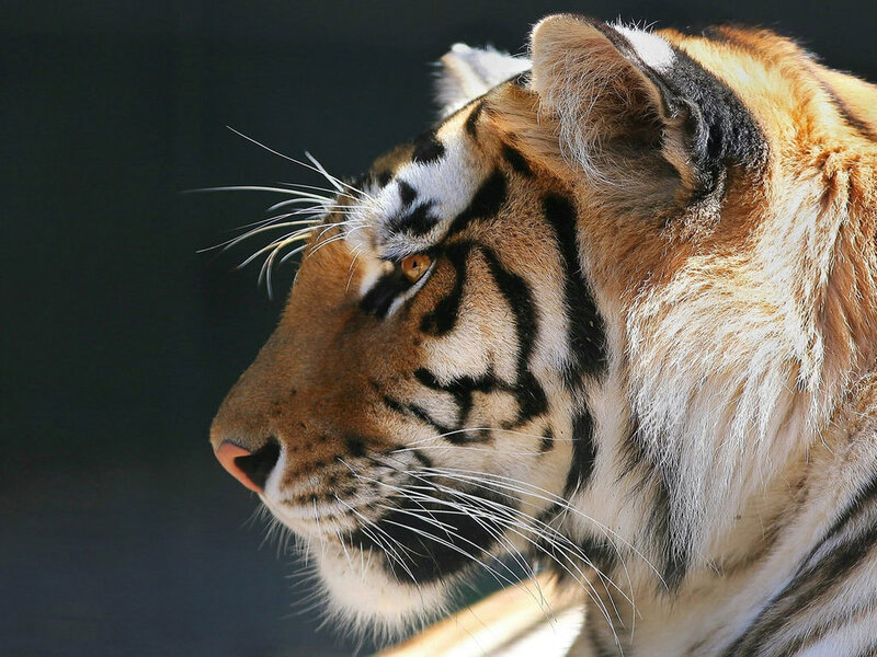 Tiger in Profile — Orange, Calm, Afternoon, Photograph, Whiskers, Stripes