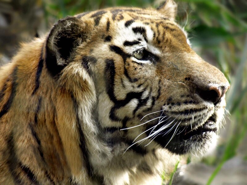 Tiger in Profile — Orange, Calm, Afternoon, Photograph, Whiskers