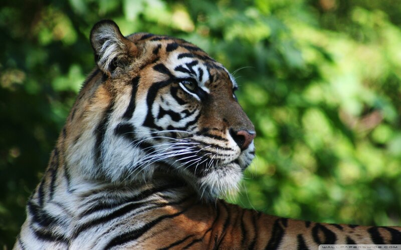 Tiger in Profile — Orange, Calm, Afternoon