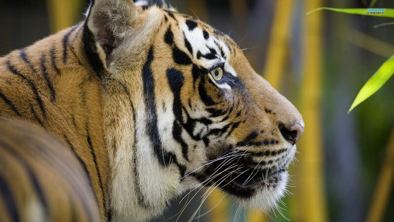 Tiger in Profile — Orange, Calm, Photograph, Bamboo, Black, Green, Superb Wallpapers