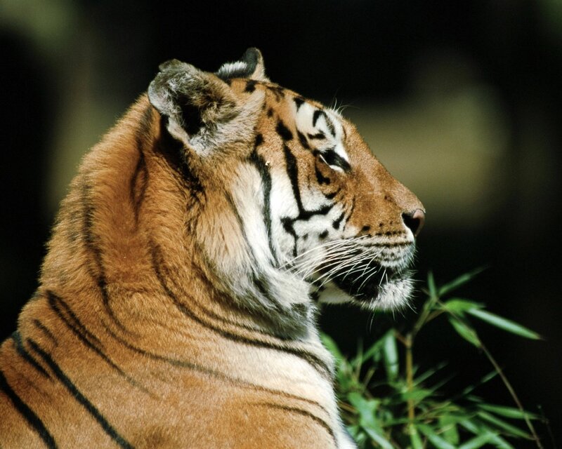 Tiger in Profile — Orange, Calm, Photograph, Bamboo