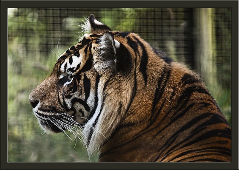 Tiger in Profile — Orange, Calm, Photograph, Fence, Whiskers