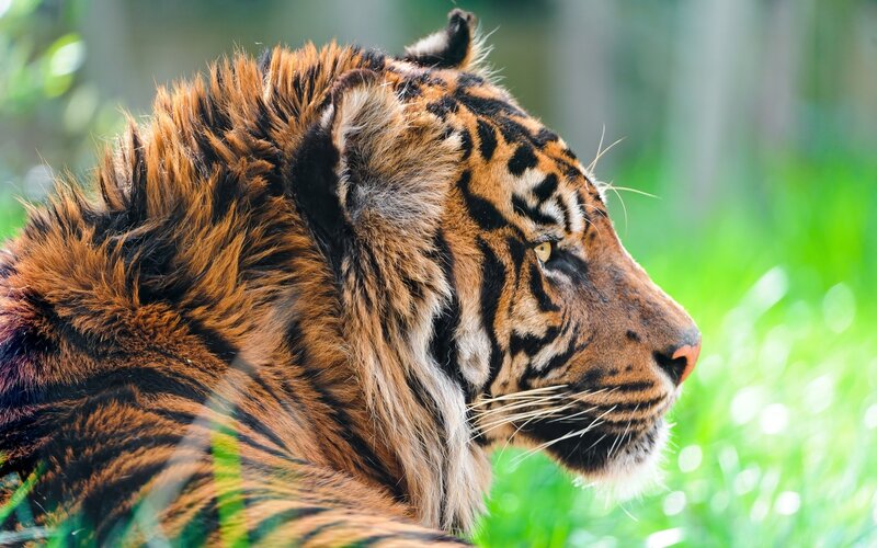 Tiger in Profile — Orange, Calm, Photograph, Grass, Forest