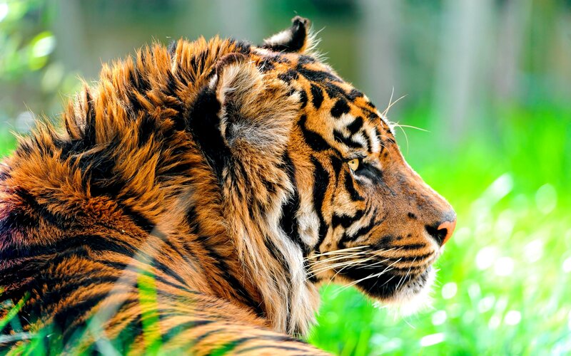 Tiger in Profile — Orange, Calm, Photograph, Grass
