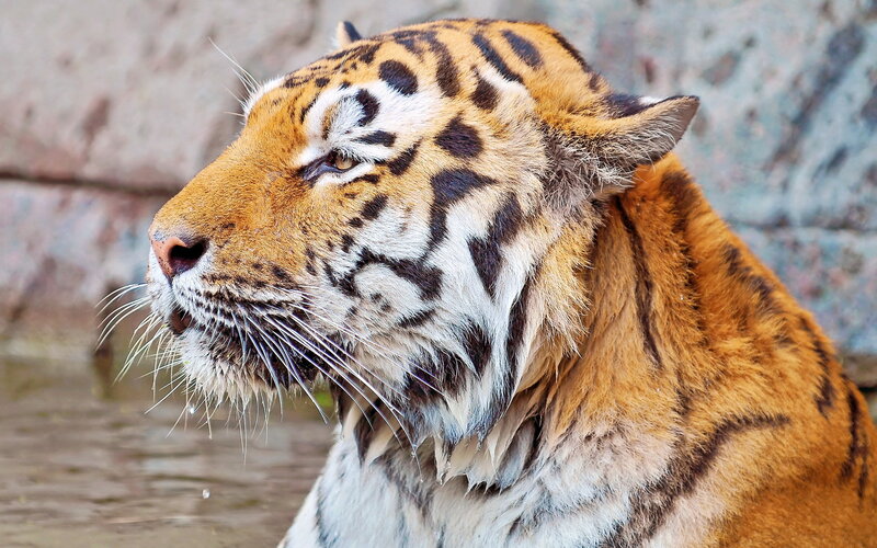 Tiger in Profile — Orange, Calm, Photograph, Rock Wall