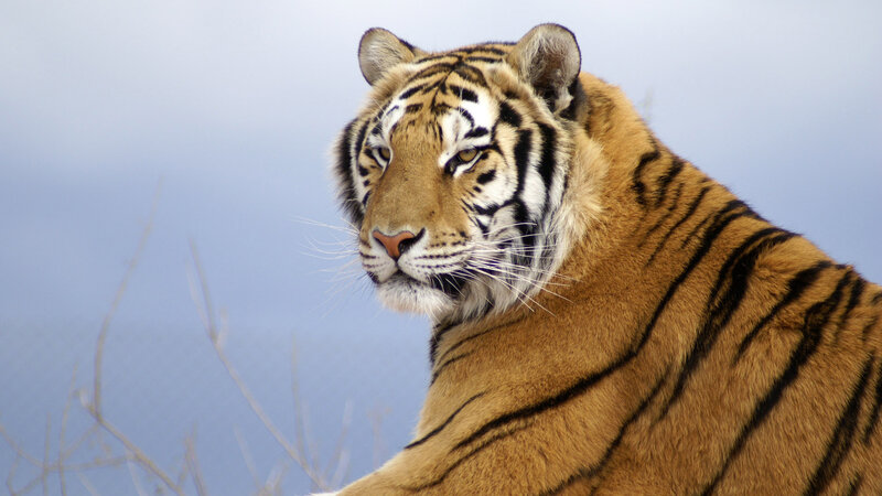 Tiger in Profile — Orange, Calm, Photograph, Sky, Branches