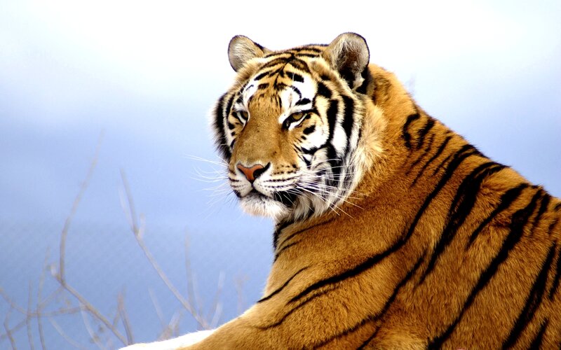 Tiger in Profile — Orange, Calm, Photograph, Sky