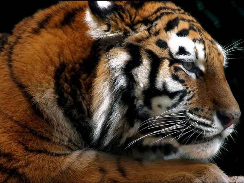 Tiger in Profile — Orange, Calm, Photograph, Stripes