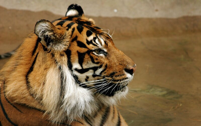 Tiger in Profile — Orange, Calm, Photograph, Stripes, Whiskers