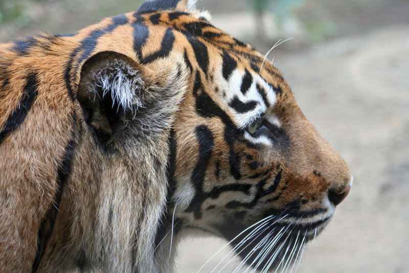 Tiger in Profile — Orange, Calm, Photograph