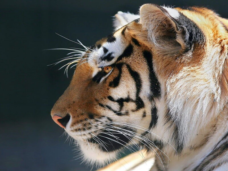 Tiger in Profile — Orange, Calm, Photograph, Whiskers, Eye, Ears