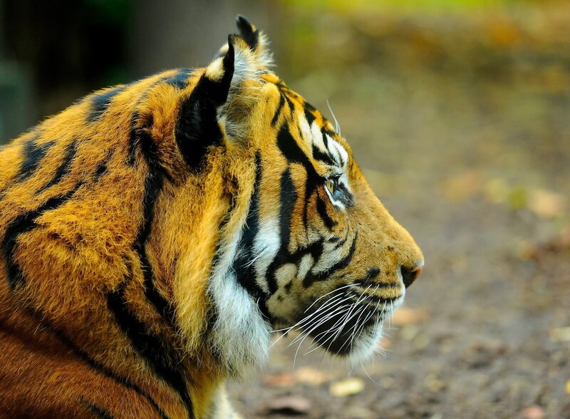 Tiger in Profile — Orange, Calm, Photograph, Whiskers, Forest Floor