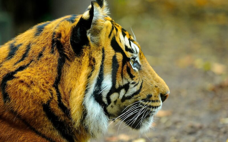 Tiger in Profile — Orange, Calm, Photograph, Whiskers, Stripes, Forest