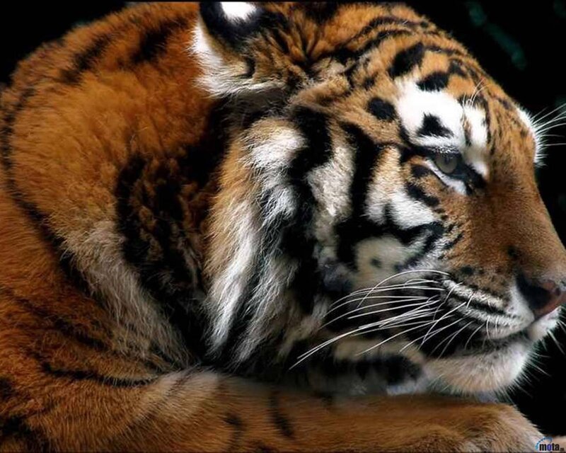 Tiger in Profile — Orange, Calm, Photograph, Whiskers, Stripes, Fur