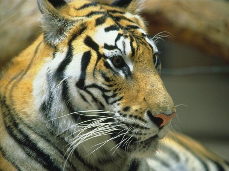 Tiger in Profile — Orange, Calm, Photograph, Whiskers, Stripes, Rock