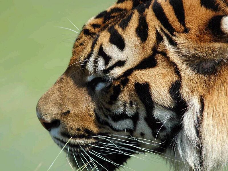 Tiger in Profile — Orange, Calm, Photograph, Whiskers, Stripes