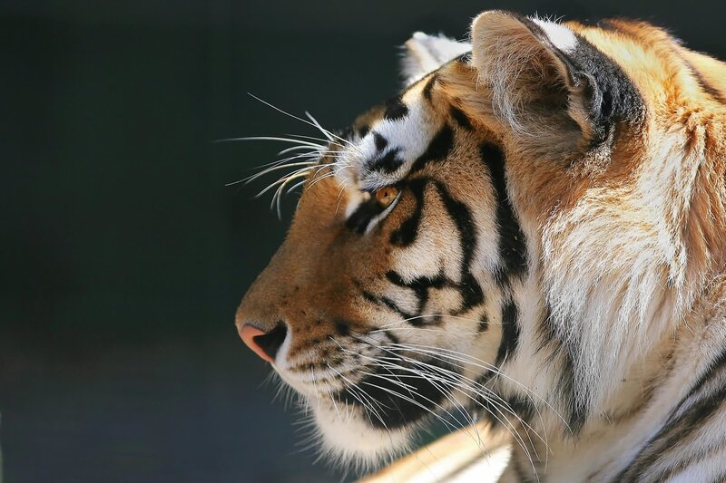 Tiger in Profile — Orange, Calm, Photograph, Whiskers