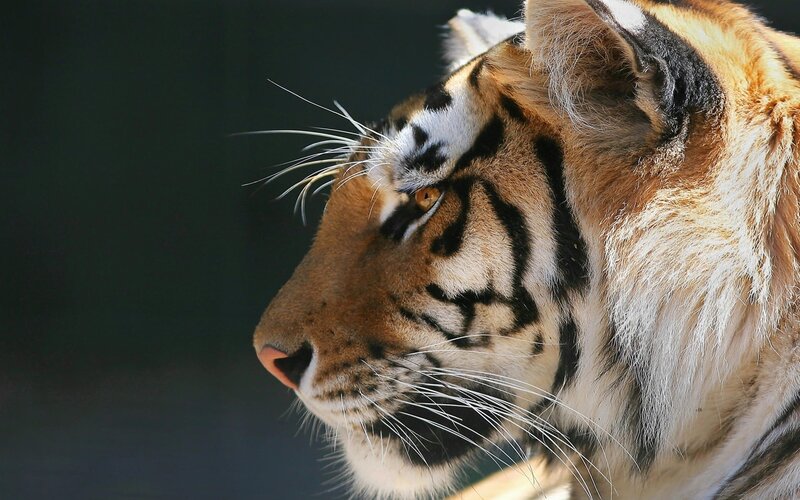 Tiger in Profile — Orange, Calm